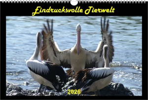 Kalender 2026 - Eindrucksvolle Tierwelt